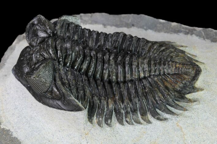 Coltraneia Trilobite Fossil - Huge Faceted Eyes #165844